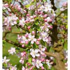 15. April mit Kalenderwoche. Ein Zweig eines blühenden Apfelbaums mit rosa und weißen Blüten im Frühling.