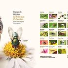 Fliegen & Mücken: 52 Arten aus 25 Familien. Illustration mit Nahaufnahmen verschiedener Fliegenarten auf Blumen.