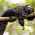 Ein schwarzer Affe mit dichtem Fell liegt entspannt auf einem Ast im Grünen und schaut direkt nach vorne.