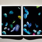 Keine Texte. Ein offenes Buch zeigt bunte Quallen auf schwarzem Hintergrund, hellen Seitenrand.