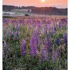 16. April, Mo 19 bis So 25; Lupinenfelder in blühender Landschaft bei Sonnenaufgang.