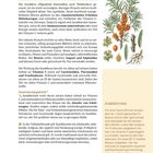 "SANDDORN VITAMIN C FÜR IMMUNSYSTEM UND HAUT." Illustration eines Sanddorn-Zweigs mit orangefarbenen Beeren.