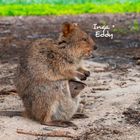 "Inga + Eddy" auf einer Naturaufnahme von zwei Quokkas, dabei ist eines im Beutel des anderen.