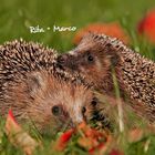 Text: "Rita + Marco". Zwei Igel liegen auf einer Wiese, umgeben von Äpfeln und Gras.