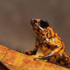 Ein farbenfroher Frosch sitzt auf einem herbstlich gefärbten Blatt, in leuchtendem Orange und Schwarz gemustert.