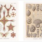 Links: "Discoidea. Scheiben-Strahllinge" mit bunten, sternförmigen Wesen. Rechts: "Talamophora. Kammerlinge" mit spiralförmigen Mustern.