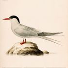 Text: "Küstenseeschwalbe (Sterna paradisaea), April, 14. Woche 2027". Illustration eines Vogels auf einem Felsen.