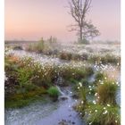 "17 APR/MAI, SA 01, SO 02. Ein Baum in einer moosigen Landschaft mit weißen Grasblüten im Frühnebel."