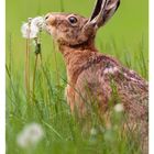 18 MAI, darunter Wochentage mit Datum. Ein Hase schnuppert an einer Pusteblume im grünen Gras.