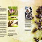 Titel: "Ameisen Formicidae". Haupttext über Ameisenarten und ihre Lebensweise. Fotos von Ameisen und Nestern. Text über Arbeiterinnen.