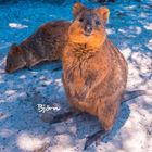 Text „Björn“ links unten. Zwei Quokkas auf hellem, schattigem Boden. Einer sitzt aufrecht, der andere liegt entspannt.