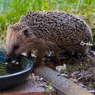 Der Text "Greta" steht in weißer Schrift. Ein Igel trinkt aus einem flachen Wasserbehälter im Garten.