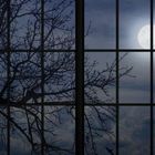 Keine erkennbaren Texte. Ein kahler Baum vor einem Fenster bei Vollmondnacht.