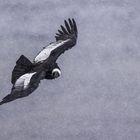 Kein Text vorhanden. Ein großer Vogel mit ausgebreiteten Flügeln fliegt durch Schneefall.