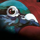 Text: "Die drei ???" darunter ein Vogel in kräftigen Farben, roter Hintergrund.