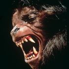 Ein Werwolf zeigt seine scharfen, blutigen Zähne mit weit aufgerissenem Maul.