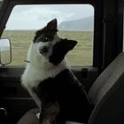 Ein schwarz-weißer Hund sitzt im Beifahrersitz eines Autos und schaut neugierig nach hinten. Draußen ist eine Landschaft.