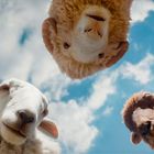 Drei Schafe blicken von unten in die Kamera, umgeben von blauem Himmel und leichten Wolken.