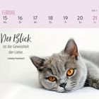 Kalender für Februar mit einem Zitat von Ludwig Feuerbach. Ruhende graue Katze mit bernsteinfarbenen Augen.