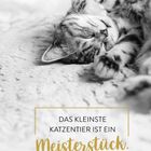 "Das kleinste Katzentier ist ein Meisterstück." – Leonardo da Vinci. Eine schlafende Katze auf einem weichen Untergrund.