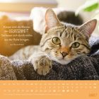 „Katzen sind die Meister der Gelassenheit.“ Darunter Kalender März. Eine getigerte Katze liegt auf einer Decke.