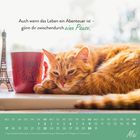 "Auch wenn das Leben ein Abenteuer ist – gönn dir zwischendurch eine Pause." Eine Katze liegt neben einer Tasse.