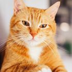 MÄRZ 2027. Kalender mit Katze. Text: „Katzen liegen nicht faul rum. Sie verschönern den Raum!“