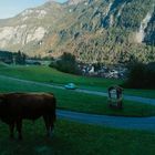 Ich kann den Text nicht lesen. Eine Berglandschaft mit grünen Wiesen, Kühen im Vordergrund und einem Dorf im Tal.