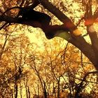 Ein Hai schwingt an einer Kette von einem Baum, umgeben von goldenem Herbstlaub und Sonnenstrahlen, während eine Person im Baum liegt.