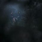 Ein Hirsch mit großen Geweihen steht im dämmrigen, nebligen Wald, von Bäumen umgeben.