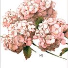 Text: "Hortensie". Eine Illustration von rosa Hortensienblüten mit grünen Blättern.