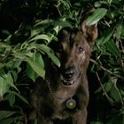 Ein Hund schaut durch dichte grüne Blätter hindurch, trägt ein Halsband mit einem runden, bunten Anhänger.
