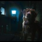 Ein brauner Hund steht in einem dunklen Raum. Eine Person hält eine leuchtende Laterne, die den Raum leicht erhellt.