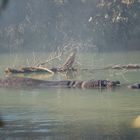 Ein Nilpferd ruht halb unter Wasser in einem ruhigen, grünlichen Teich, umgeben von Zweigen und dichter Vegetation.