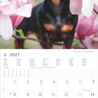 Kalenderseite für März 2027. Kalenderwochen und Feiertage markiert. Foto: Dackel vor Magnolienblüten.