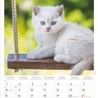 Kalenderseite "März 2027". Bild: Eine flauschige, blaue Katze sitzt auf einer Schaukel vor einem verschwommenen grünen Hintergrund.