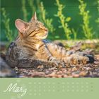 „März“, Kalendertage darunter. Eine getigerte Katze liegt entspannt im Gras und genießt die Sonne.
