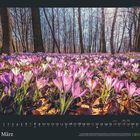 Text: "März" und "GEO". 

Violette und weiße Krokusse blühen in einem sonnigen, laubigen Wald.
