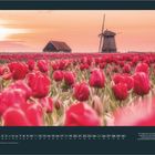 APRIL. Tulpenfeld, Almere, Niederlande. Ein riesiges Meer aus leuchtend roter Farbe. Windmühle im Hintergrund.