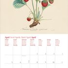 April, Montag, Dienstag, Mittwoch, Donnerstag, Freitag, Samstag, Sonntag. Malerei: Erdbeerpflanze mit Blüten.