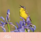 „Mär“ steht in weißem Text. Ein gelber Vogel sitzt auf lila Blumen. Darunter ein Monatskalender für März.