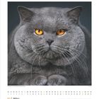 März-Kalenderblatt mit Tagen und Wochentagen. Großes Porträt einer grauen Katze mit intensiven orangefarbenen Augen.