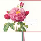 Text: "DIESER KALENDER GEHÖRT". Illustration einer großen, blühenden rosa Rose mit Knospen und grünen Blättern.