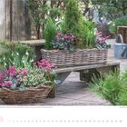 Schneeglöckchen, Alpenveilchen, Winterheide, Zwerg-Thuja, Kiefernzweige in Körben auf einer Holzbank im Garten.