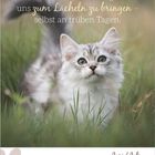 "Katzen haben die Fähigkeit, uns zum Lächeln zu bringen - selbst an trüben Tagen." Kalender mit grau-weißer Katze im Gras.
