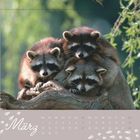 März. Kalender mit drei Waschbären, die auf einem Baumstamm sitzen. Links unten eine Spur von kleinen Pfotenabdrücken.