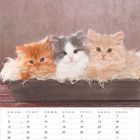 Kalender mit dem Monat März und hervorgehobenen Feiertagen. Darüber drei flauschige Kätzchen in einem Korb.