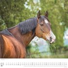 03, Quarter Horse, American Quarter Horse. Ein braunes Pferd mit weißer Blesse frisst Gras vor unscharfem Hintergrund.