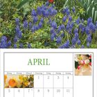 APRIL Kalenderblatt mit einem Bild von roten und rosa Tulpen sowie blauen Traubenhyazinthen im Garten.