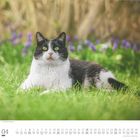 04, DUMONT, April Kalender mit schwarz-weißer Katze auf grünem Gras, lila Blumen im Hintergrund.